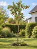 Ziziphus jujuba Größe L 180–200 cm Chinesische Dattel Produktbild-Vorschau 3