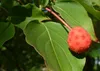 SAFLAX - Ázijské kvety - drieň obyčajný - Cornus kousa var. Náhľad obrázku produktu 7