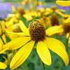 6 x Kvet ruďák (Rudbeckia nitida 'Herbstsonne') | Kvetináč Náhľad obrázku produktu 1