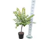 Kanadischer Judasbaum FloraSelf Cercis canadensis Ace of Produktbild-Vorschau 2