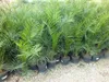 Angebot Palme 140-170 cm Phoenix canariensis, kanarische Produktbild-Vorschau 4