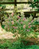 Weigela florida 'Nana Variegata', Weigelie, buntlaubig, Produktbild-Vorschau 12