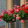 A window box filled with blooming geraniums in various shades of red, pink, and orange, set against a building facade with blinds. Náhled obrázku produktu