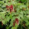 Set mit 4 Fasanenbeeren – Leycesteria formosa ‘Purple Rain’ Produktbild-Vorschau 2