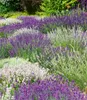 BALDUR Garten 6er Lavendel-Mix 'Weiß & Blau', Pflanzen im Produktbild-Vorschau 1