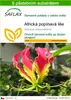 SAFLAX - Africká popínavá lilie - Gloriosa rothschildiana - Náhled obrázku produktu 1