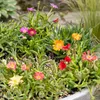 12x - Delosperma mix - Ø7cm - ↕10-12cm Voir les images du produit 5