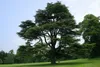 SAFLAX - Libanon - Zeder - 20 Samen - Cedrus libani Produktbild-Vorschau 6