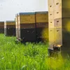 Deutscher Roher Honig – Frische Ernte 2025 aus NRW | Produktbild-Vorschau 8