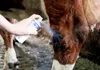 Kerbl Hautpflege Bluespray Klauenpflegespray Pflegespray Produktbild-Vorschau 4