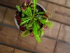 Gardners Dionaea, priemer 9 cm Náhľad obrázku produktu 2