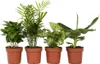 Vier Pflanzen - 4 Stk - Chamaedorea Musa Syngonium Coffea - Produktbild-Vorschau 1
