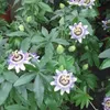 A close-up view of several blooming Passiflora caerulea flowers and green leaves. Anteprima dell’immagine prodotto