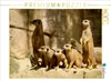 Calvendo Erdmännchen gemeinsam auf Wachposten 2000 Teile Produktbild-Vorschau 3