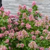 Bakker.com - Andenstrauch Pink Elle, Der topf / 2L / Produktbild-Vorschau 2