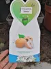 Hruška nashi Shinko 160-190 cm Pyrus pyrifolia Shinko Náhled obrázku produktu 1