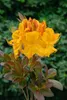 Rhododendron luteum 'Klondyke', gelb-orange, 30–40 cm Produktbild-Vorschau 2