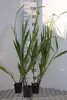 6 x Crocosmia hybr. 'Lucifer' - Krokosmia - doniczka 9 x 9 Podgląd zdjęcia produktu 1