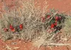 Sturts Desert Pea (Swainsona formosa) - 10 semillas Vista previa de la imagen del producto 3
