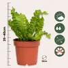 Fougère nid d'oiseau - Asplenium nidus 'Crispy Wave' - Voir les images du produit 2