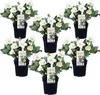 Christrosen - 6 Stk - Helleborus niger 'Mont Blanc' - Höhe Produktbild-Vorschau 1