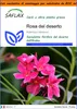 SAFLAX Garden in the bag - Rosa del deserto - 8 semi - Anteprima dell’immagine prodotto 1