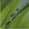 ARTland Glasbild Wassertropfen auf Grashalm Größe: 30x30 cm Produktbild-Vorschau 1