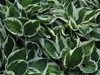 Stauden Gänge 3 x Hosta x fortunei 'Patriot' im 1 Liter Produktbild-Vorschau 2