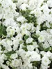 Rhododendron obtusum 'Schneeperle', weiß, 15–20 cm Produktbild-Vorschau 12