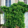 Fingerblättrige Akebie 40-60 cm, im Topf - Akebia quinata Produktbild-Vorschau 1