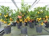 Calamondin Stamm Busch Orange Citrus Mitis 70 - 80 cm Produktbild-Vorschau 6