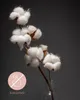 Trockenblume Echter Baumwollzweig, Farbe weiß, 3 Stiele, 10 Produktbild-Vorschau 4