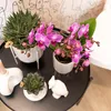 Kolibri Orchids Orchidée Phalaenopsis violette/rose, pot Voir les images du produit 5