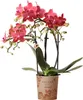 Kolibri Orchids | rote  Schmetterlings-Orchidee - Kongo - Produktbild-Vorschau 1