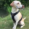 A dog wearing a harness sits by a body of water. Produktbild-Vorschau