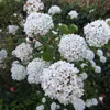 Großblumiger Schneeball - Viburnum carlcephalum  | 60-80 cm Produktbild-Vorschau 2