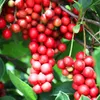Čínský štěpkovací koš 1 litr Náhled obrázku produktu 3