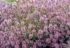 6 x Thymus serpyllum - tymián - květináč 9 x 9 cm Náhled obrázku produktu 1