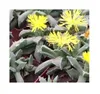 15x Faucaria bosscheana Kaktus Sukkulenten Zimmer Garten Produktbild-Vorschau 7