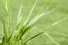 Japanisches Berggras, im Topf - Hakonechloa macra Produktbild-Vorschau 4