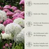 Floravera Premium Hortensien Flüssigdünger 2 x 1 Liter Produktbild-Vorschau 4