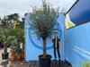 An olive tree is displayed in front of a large blue banner with a cartoon illustration of a man and text. Other plants are visible in the background. Produktbild-Vorschau