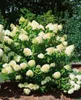 Hydrangea paniculata 'Limelight' -S-, Rispenhortensie, Produktbild-Vorschau 15