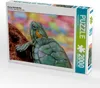 CALVENDO Puzzle Kleine Schildkröte | 2000 Teile Lege-Größe Produktbild-Vorschau 1