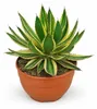 Agave lophanta quadricolor - bijzondere Agave - Productafbeelding-voorbeeld 1