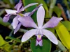Calvendo Cattleya violacea rosea anelata 1000 Teile Puzzle Produktbild-Vorschau 2