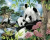 Zuty - Malen nach Zahlen - PANDAS UND WILDE NATUR (HOWARD Produktbild-Vorschau 1
