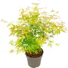 A potted Japanese Maple tree with green and yellow leaves against a white background. Podgląd zdjęcia produktu
