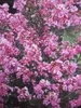 Lagerstroemia indica Hopi - Chinesische Kräuselmyrte - Produktbild-Vorschau 1