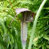 Himalaya-Kobralilie (Arisaema consanguineum)  - 1 kleine Produktbild-Vorschau 1